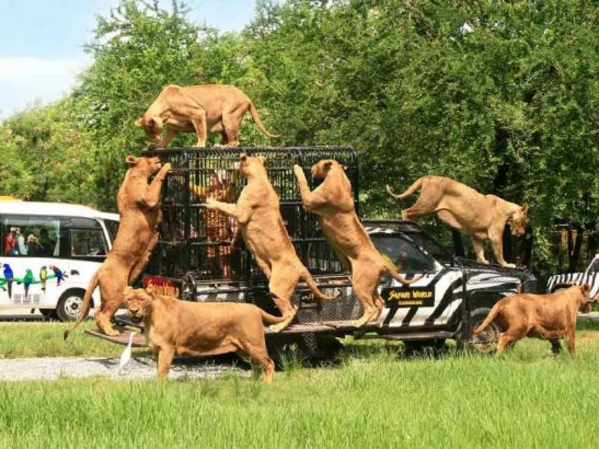 कोरल आइलैंड